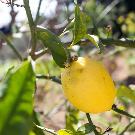 Ljubimir